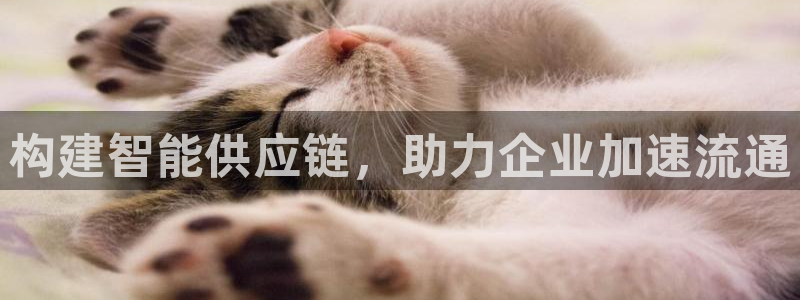 多多28登录流程：构建智能供应链，助
